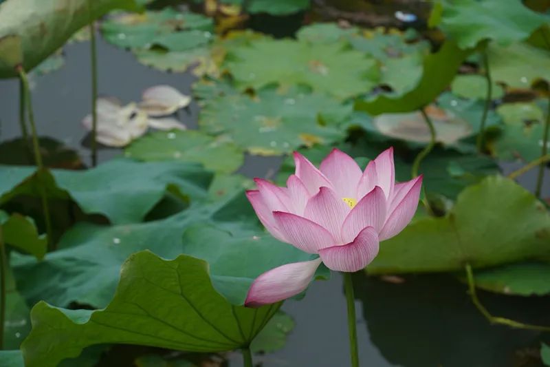 重要的湿地植物（二）