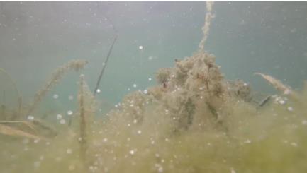 黑河湿地湖泊生态复原；な痉肚钅靠