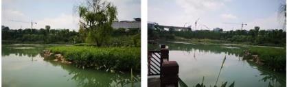 淡水湖泊蓝藻水华预测模型(一)