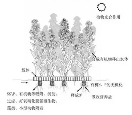 生态浮岛该若何用植物又该怎么选择？