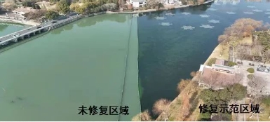媒体聚焦｜建复水生态，波叶海菜花现身漯河江宁